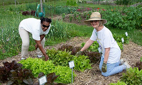 Master Gardeners at community garden demo