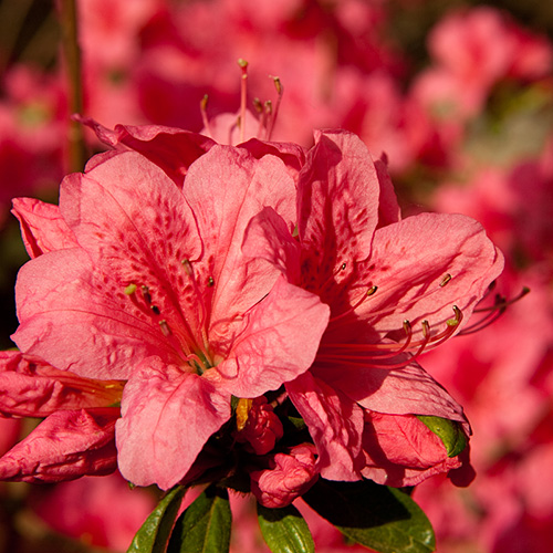 Photo: azalea.