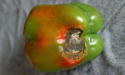 Pepper with rotten spot.