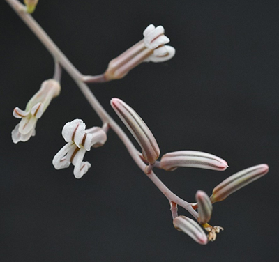 Helianthus attenuata flowers.