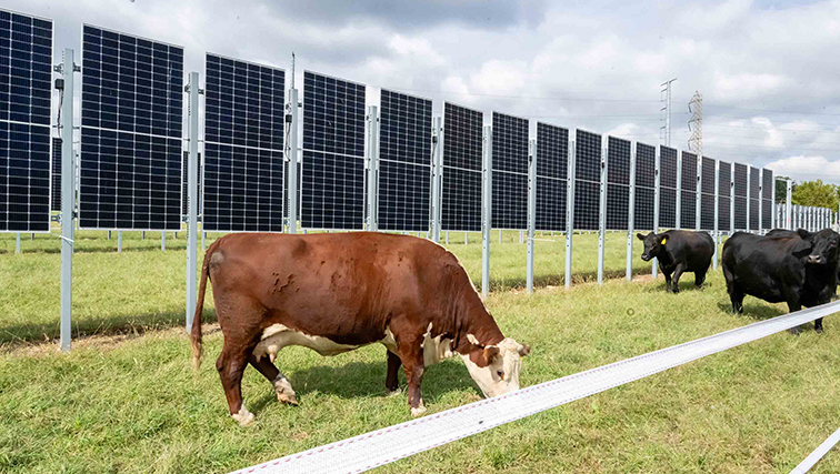 Photo of Agrivoltaics Research and Demonstration Project Officially Launched