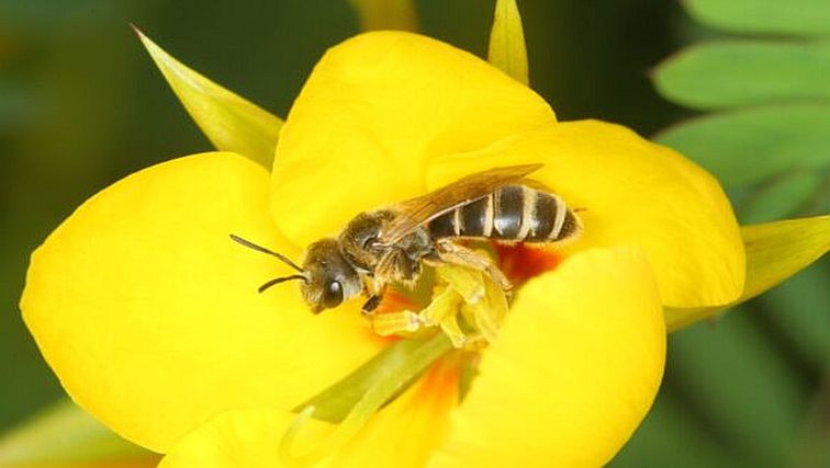 Photo of Rutgers Scientists Track Dramatic Bee Decline at New Jersey and Pennsylvania Farms