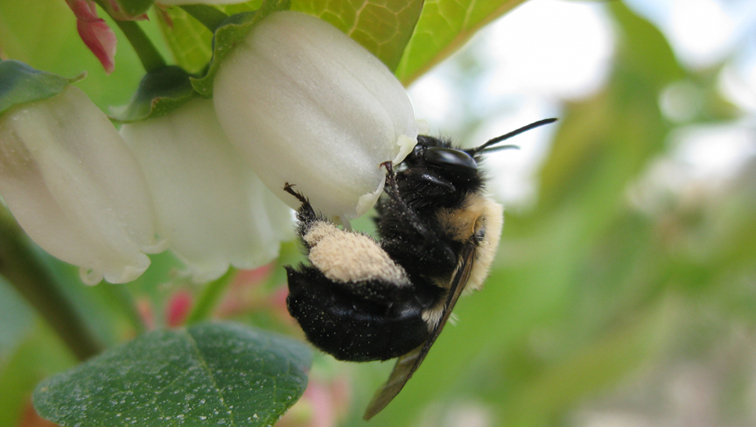 Photo of Pollinator Peril? Rutgers Researchers Tracking Decline in Crop Yields