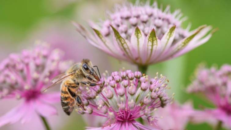 Photo of Rutgers-led Study on Bees Shows How Different Species Pollinate the Same Plants Over Time