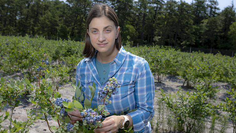 Photo of Research to Develop a New Blueberry Variety Enters Final Phase