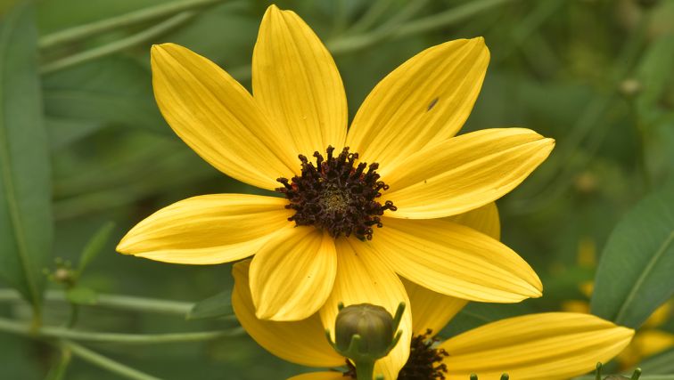 Photo of Coreopsis—The Preferred Name for a Preferred Plant