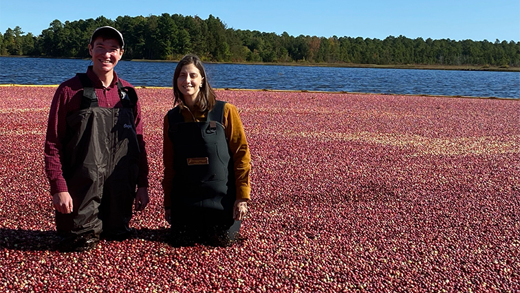 Photo of NJAES Contributes to Sustainability by Harvesting Cranberries