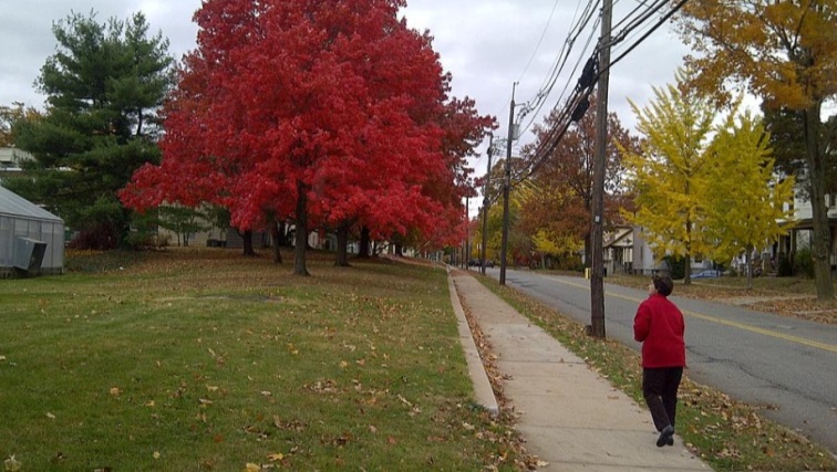 Photo of No pretty leaves this year? Your guide to NJ fall foliage