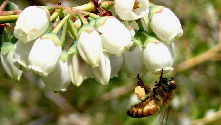 Photo of USDA Grant for Integrated Pest and Pollinator Management for Blueberry