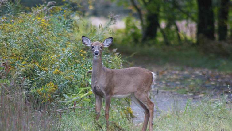 Photo of Rutgers NJAES Wildlife Expertise Input at Assembly Hearing on Deer Density
