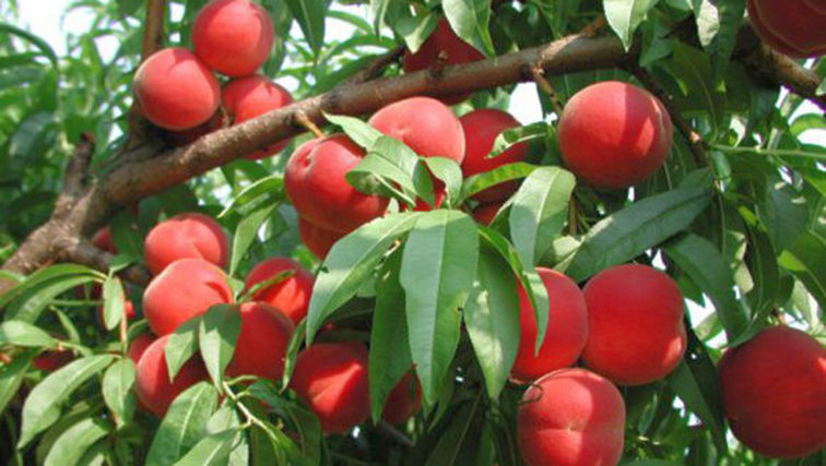 Photo of Peaches: Why Growing the Tree Fruit Isn’t Always Peachy Keen
