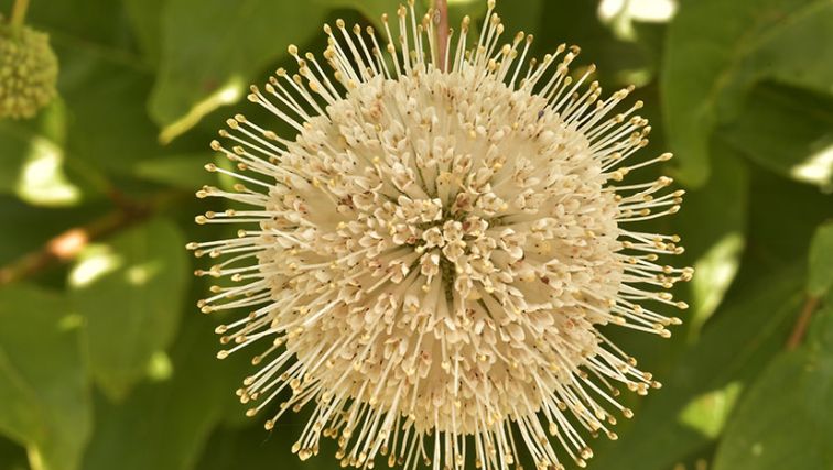 Photo of Plant of the Month: Buttonbush - A Plant in Need of Respect