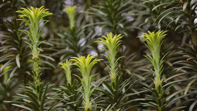 Photo of Plant of the Month: An Evergreen for Winter Structure and Beauty