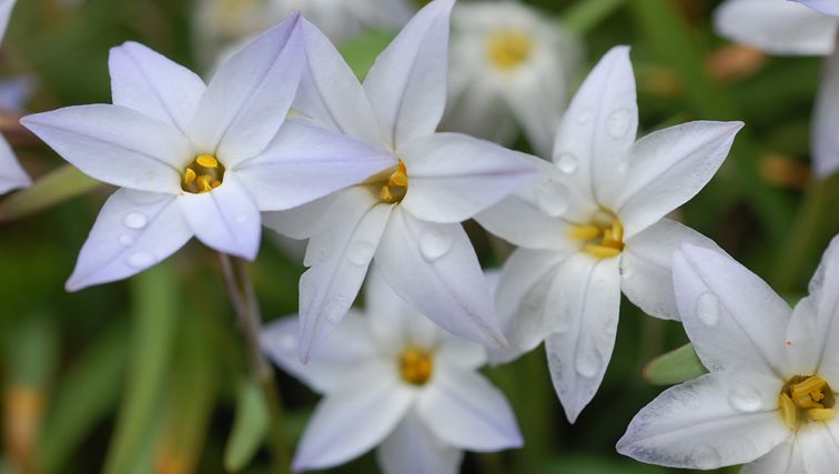 Photo of Plant of the Month: By Any Name, Ipheion Brings Welcome Spring Color