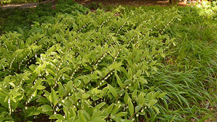 Photo of Plant of the Month: Solomon's Seal—'Knee Deep' in Garden Worth Forms