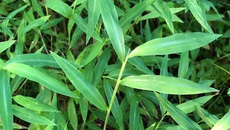Photo of Invasive Species of the Month: Stiltgrass