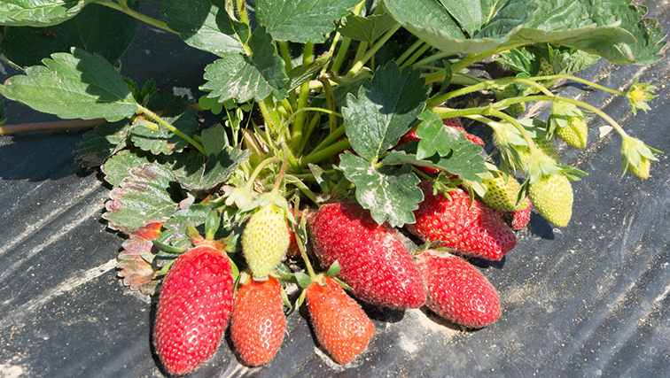 Photo of Bred for Flavor, NJAES Researchers Release New Rutgers D’Light Strawberry