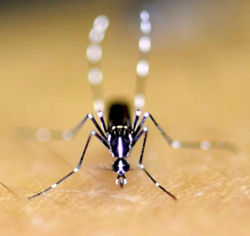 Aedes albopictus mosquito.