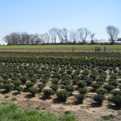 Photo: nursery field.