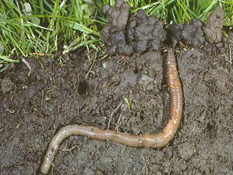 Photo: An earthworm in the soil.
