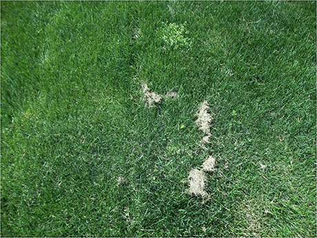 Photo: grass clippings.