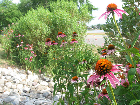 Photo: Bushes and pink flowers next to stone.