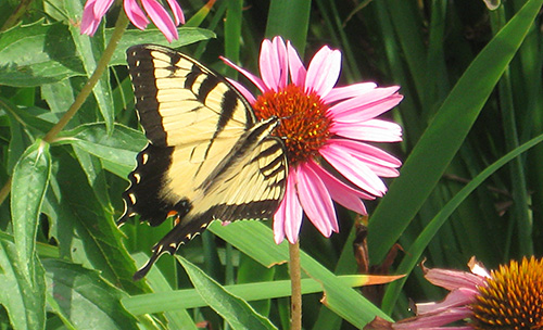 Photo: butterfly on echinacea.