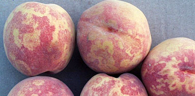 Photo of plum pox virus on peaches.