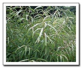 Photo of zinc deficiency coupled with drought in New Jersey.