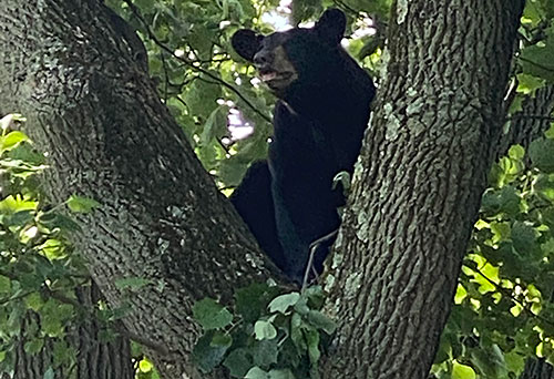 Bear in tree on campus.