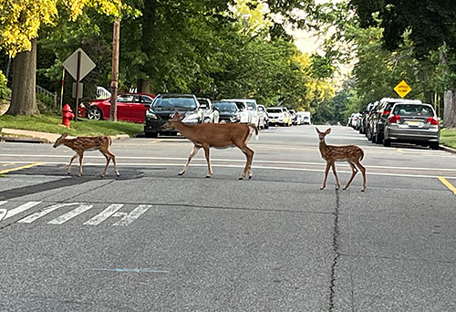 Two fawns crossing the road in Highland Park, NJ.