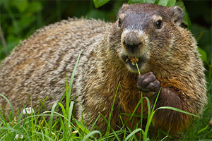 Photo of a Groundhog eating a flower.