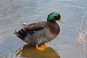 Mallard duck standing in shallows.

