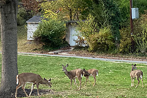 Photo of deer in backyard.
