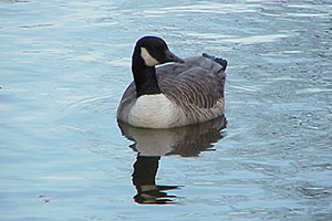 Photo of Canada Goose.