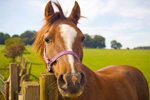 Photo of horse.