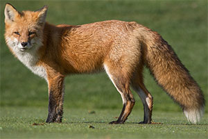 Photo of a red fox.