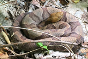 Photo of Northern Copperhead
