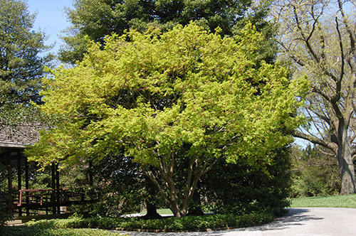Acer palmatum 'Sangu-Kaku' at Longwood Gardens.