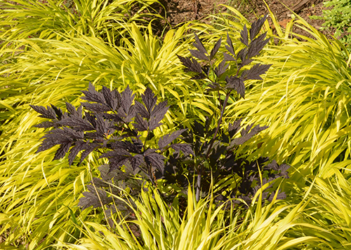 Actaea simplex 'Hillside Black Beauty' in June.
