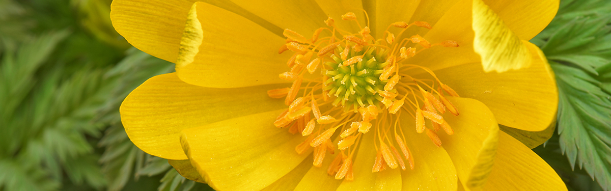 Adonis-amurensis flower