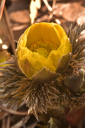 Adonis amurensis flower, March.