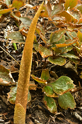 Arisaema sikokianum spathe and spadix.