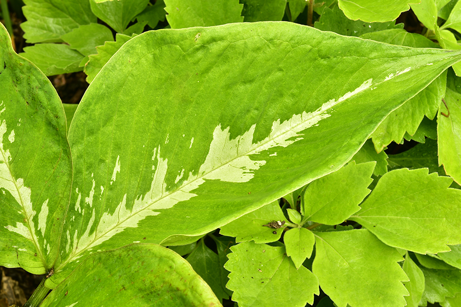 Arisaema sikokianum leaf variegation.