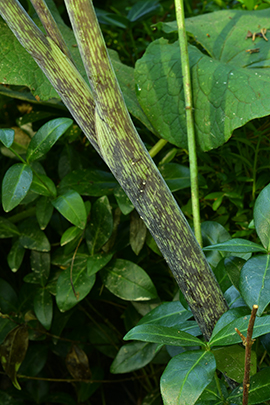 Arisaema triphyllum coloration.