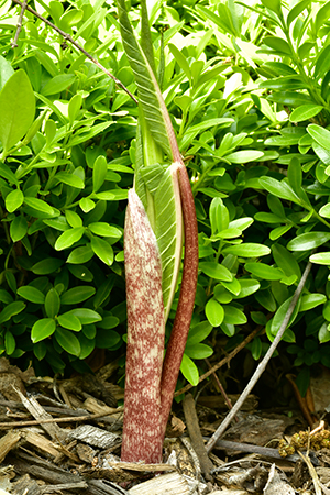 Arisaema triphyllum in May.