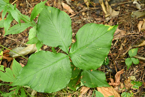 Arisaema triphyllum leaf.