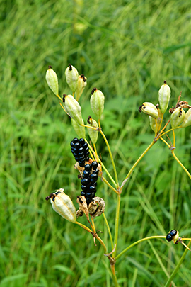 Bellamcanda chinensis seed pods.