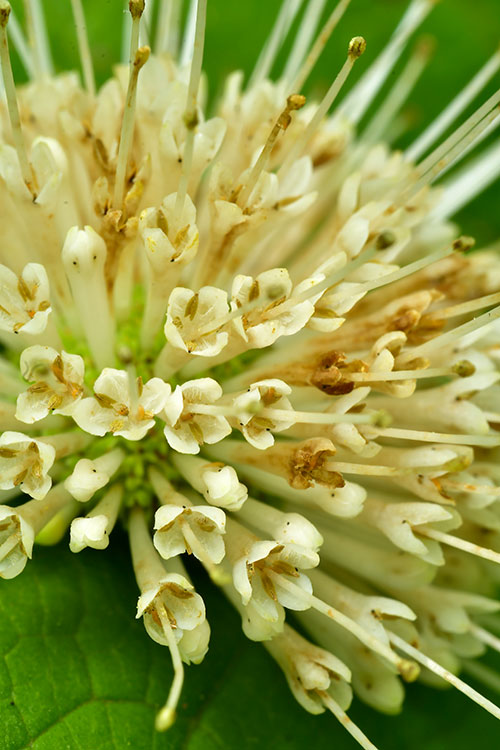 Cephalanthus occidentalis close-up.