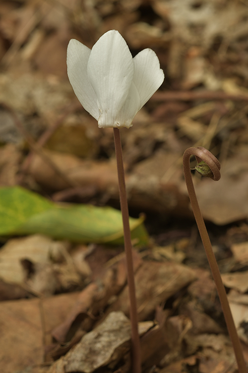 Cyclamen hederifolium with uncoiling flower.